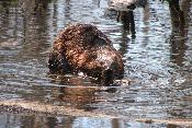 Beaver