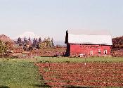 Pine Grove Barn