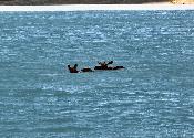 A moose similar to the one I saw