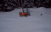 Dog and GPS by Gerald Macleod Dog and GPS by Gerald Macleod