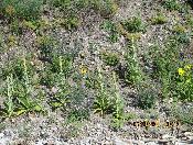 A mix of Noxious weeds near water body