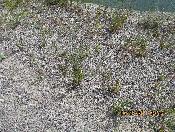Spotted Knapweed near water body