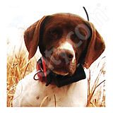 Garmin DC 30 Transmitter Collar